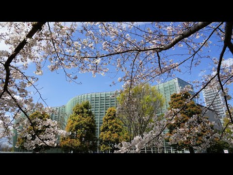 春なのに （中島みゆき）　柏原芳恵　東京 国立新美術館