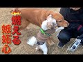 ゴールデンレトリバーがどれだけヤキモチ焼きかが分かる動画(笑)