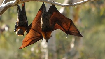 How to get rid of Bats in a Barn: Humane Methods for Responsible Removal and Coexistence