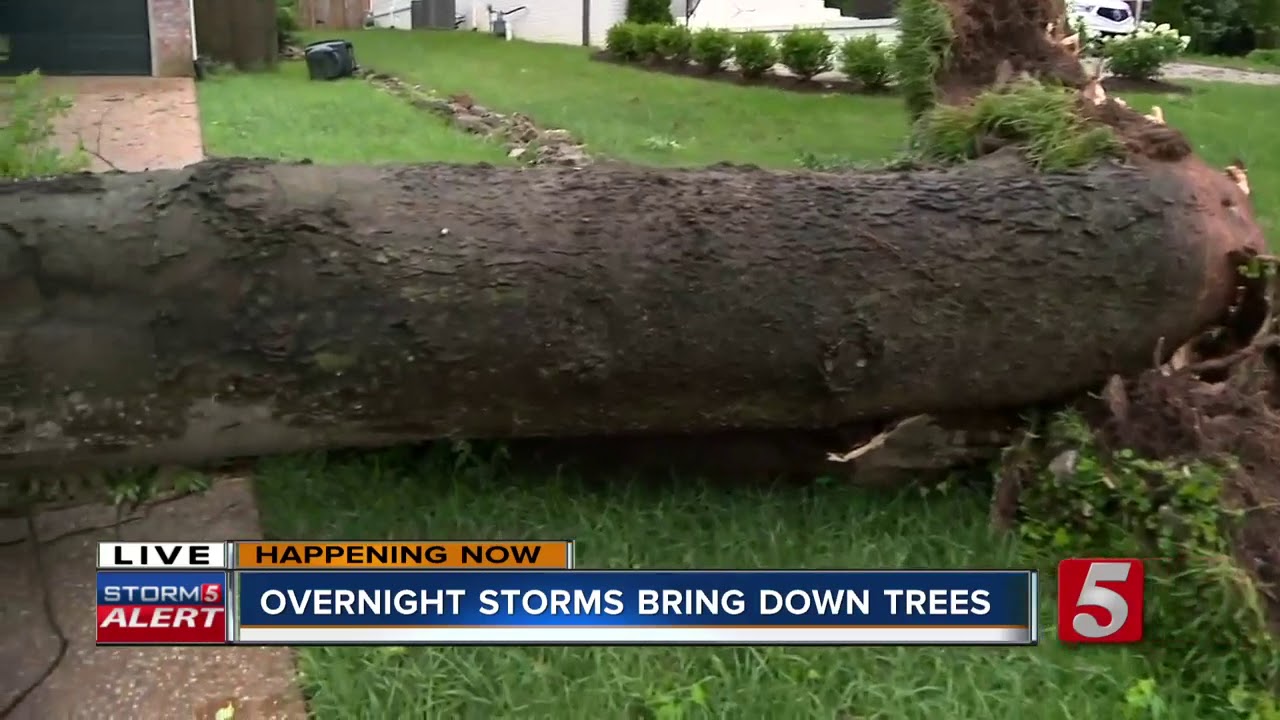 Severe storms uproot trees, down power lines across Middle Tennessee ...