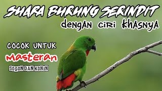Download lagu Pancingan suara burung serindit cocok untuk masteran sogon dan konin