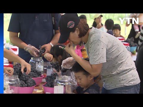 [경북] 경북 영천시, 청년 마을 '와인에 취하리' 조성 / YTN