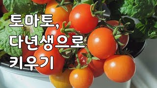 베란다 미니 토마토, 한번 심어서 10년 키우기 도전!