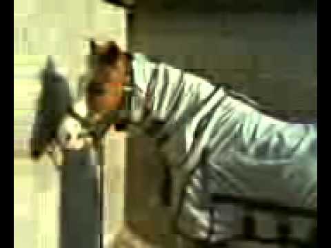 Horses Xxx.3gp
