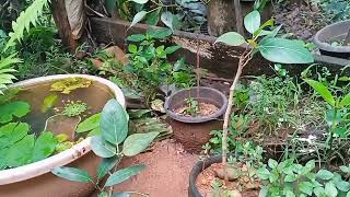 bonsai collections | ficusplant bonsaitree bonsai bonsaiandall