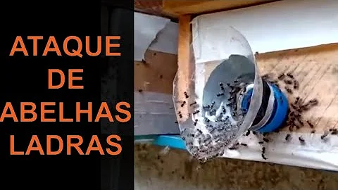 Como identificar alergia no exame de sangue?