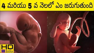 4th and 5th Month Of Pregnancy In Telugu | Pregnancy 4th Month | Pregnancy 5th Month | In Telugu