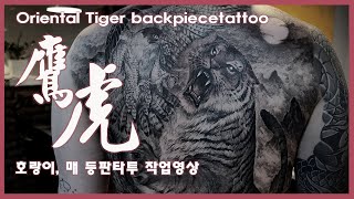 [Oriental Tiger Full Back Tattooing]虎,鷹 매를 사냥하는 호랑이 등판타투 작업영상-작업기간 3개월,작업횟수10회