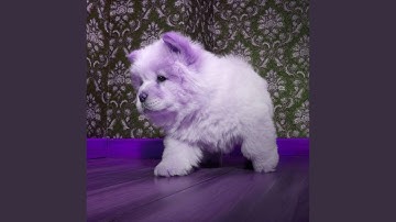 Divine Moods for Comforting Puppies