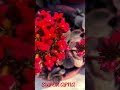 Red flowers 🌺#shortvideo#flower
