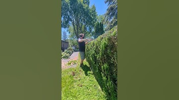 HOW TO TRIM Hedges Like A PRO! #professional #hedge #trimming #shorts