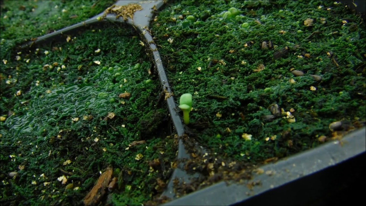 lavender seedlings lavender seedlings
