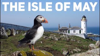 Island adventures and puffin spotting on the magnificent Isle of May on the Firth of Forth, Scotland