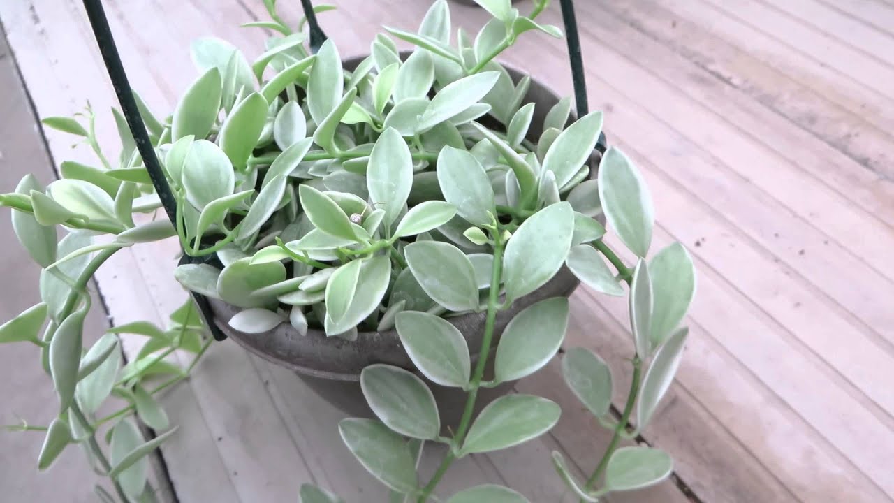 ディスキディア ベンガレンシス Youtube