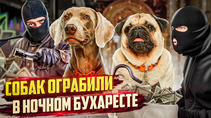 СОБАК ОГРАБИЛИ В НОЧНОМ БУХАРЕСТЕ😰