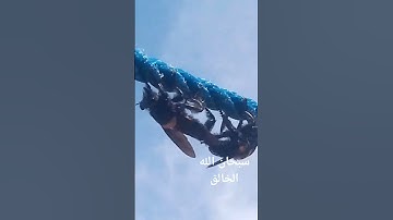 #قرآن كريم سبحان الله الخالق العظيم