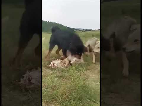 マスティフ vs オオカミ 🐈 なんか様子がおかしい🤔 マスティフが一匹の狼を他の狼から守ってるように見える🐺 興味深い 面白い 犬 猫 動物 #Shorts