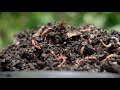 Benefits of Worm Composting