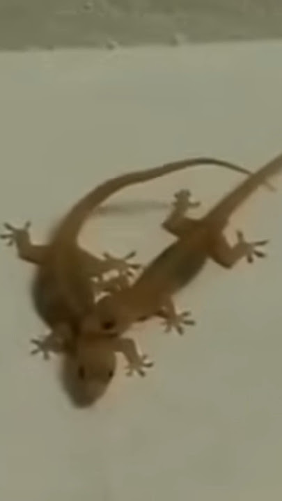 SIRI YA MIJUSI NDANI YA NYUMBA #mijusi #ishara #nguvuzauniverse