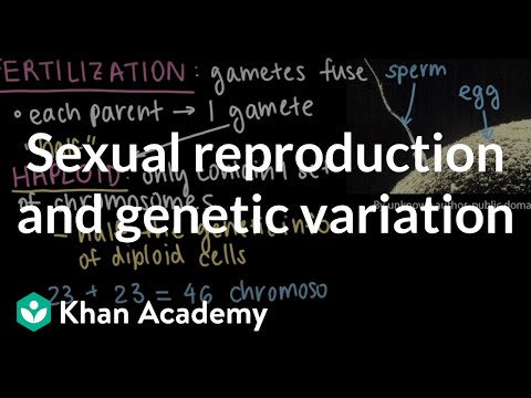 Video: Jak sexuální reprodukce poskytuje variaci?