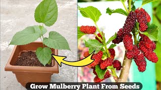 ऐसे उगाऐ शहतूत का पौधा बीज से । How to grow Mulberry Plant From Seeds at home .