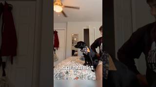 Пёсик погрыз заколку 😂 #истории #история #новости #новость #shorts