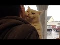 «Выбери меня!» Приютский кот запрыгнул на плечи парню, чтобы именно его забрали домой!