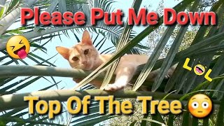 Help me  || Please Put Me Down || Best Cats Videos || #2024 #pets4relax