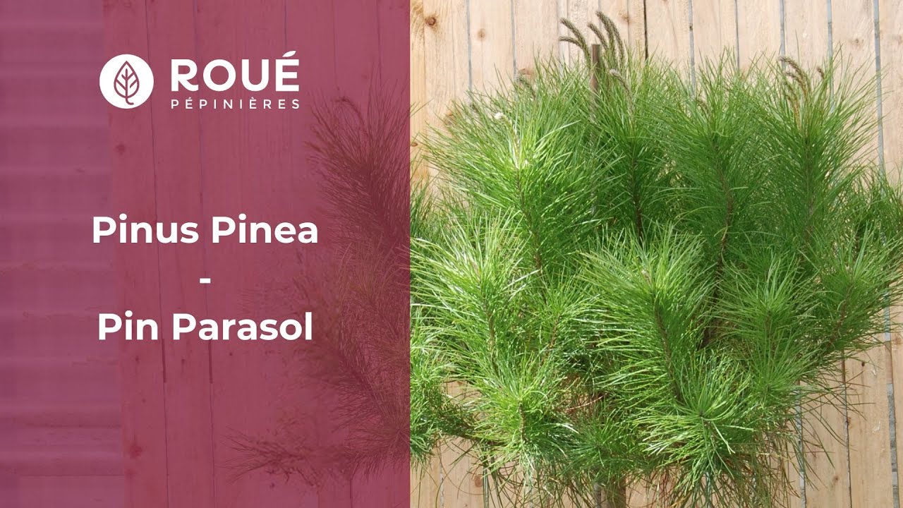 Découvrez le Pin Parasol ! (Associations et caractéristiques)