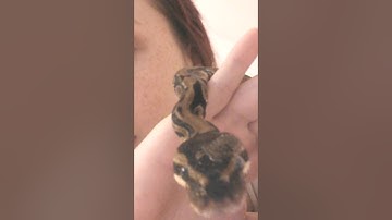 Ball Python Retained Eyecap?