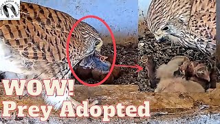 Unbelievable! Did Falcon Mom Just Adopt Its Prey? You Have to See This! Viewer discretion advised