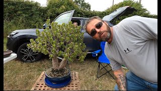 Exploring the Staverton Bonsai Car Boot Sale | Hidden Gems & Miniature Trees