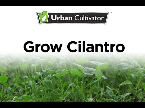 How to Grow
