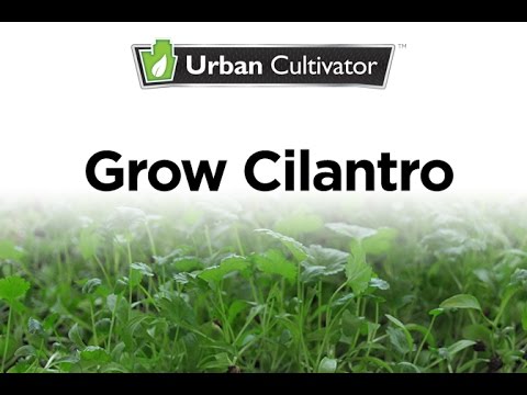 How to Grow Cilantro Indoors | Urban Cultivator