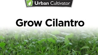 How to Grow Cilantro Indoors | Urban Cultivator