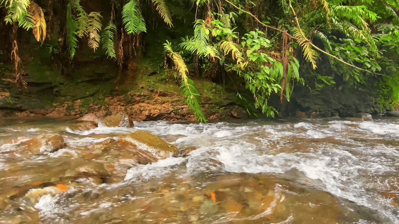 Deep Sleep River ASMR 🌙 Flowing Jungle Stream Sounds for Instant Relaxation