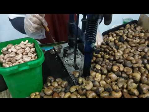 Video: Maklumat Kacang Gajus - Petua Untuk Menanam Kacang Gajus