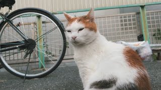 野良猫動画 2024 5 10 午後のアイコ　Female Stray Cat Aiko - Afternoon of May 10, 2024