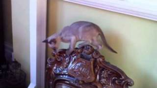 Tonkinese mayhem by zephanco 67 views 13 years ago 2 minutes, 26 seconds