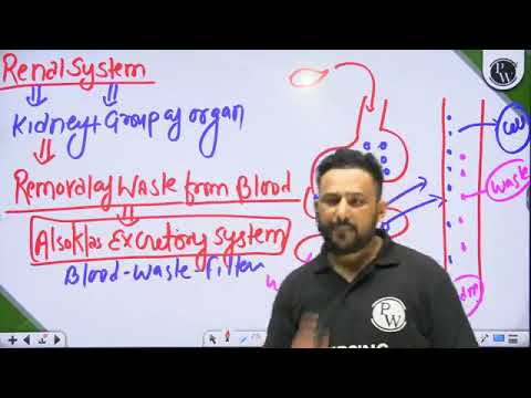 104  331 Renal System 01 Anatomy and Physiology Of Renal System Rec