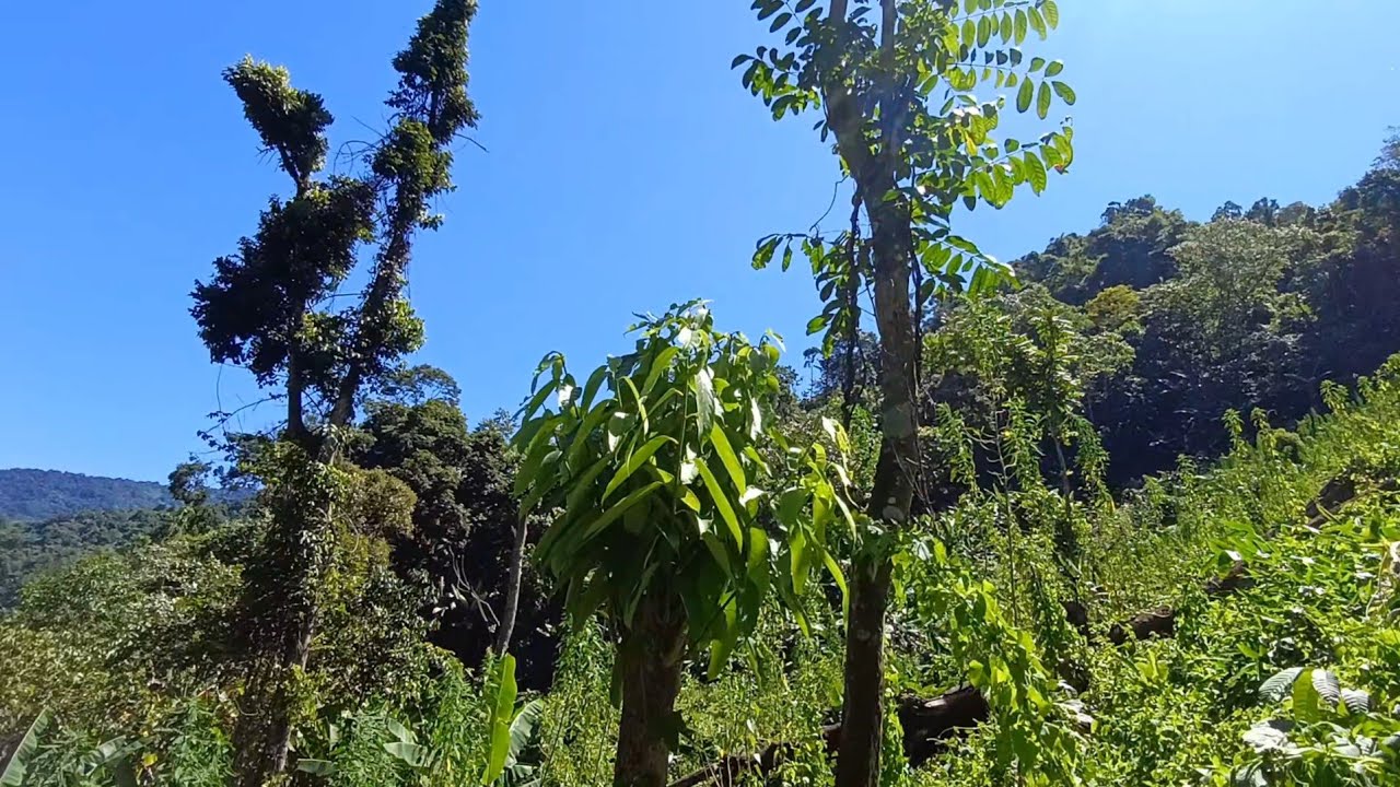 Elaichi Kheti Cleaning 😊||Cardamom plantation In Arunachal Pradesh 