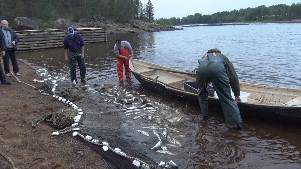 Notdragning sik  Kamlunge Kalix älv