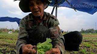 Taking care of and harvesting vegetables | agricultural knowledge