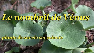 LE NOMBRIL DE VENUS, plante de survie succulente