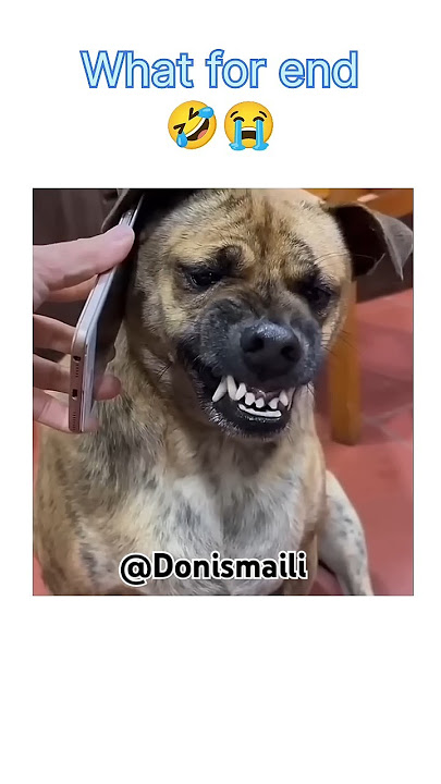 kutta hai tu kutta...🙄 #donismaili #comedyshorts #shorts