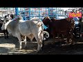 Entre Vacas Y Caballos Entre Bromas Y Sonrisas Pasa La Mañana Ganadera