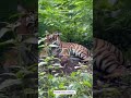 #phonk #cat #elephant #nest #tiger #new #anime #dance #beautiful #information #creative #twice