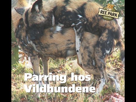 Video: Parring Hos Hunder