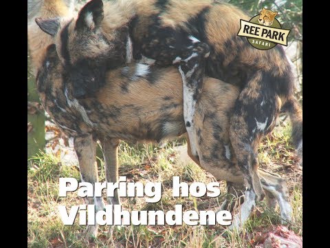 Video: Hvor meget vand skal en hund drikke dagligt?