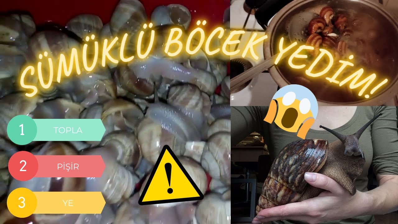 GARAVOLLİ – SALYANGOZ – SÜMÜKLÜ BÖCEK YEMEK – TARİFİ VE YEMESİ